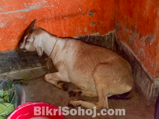 খাসি ছাগল